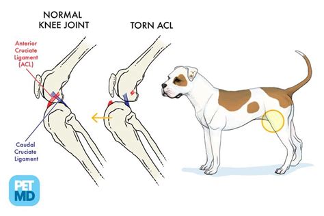 tibia compression test|cranial cruciate ligament dog anatomy.